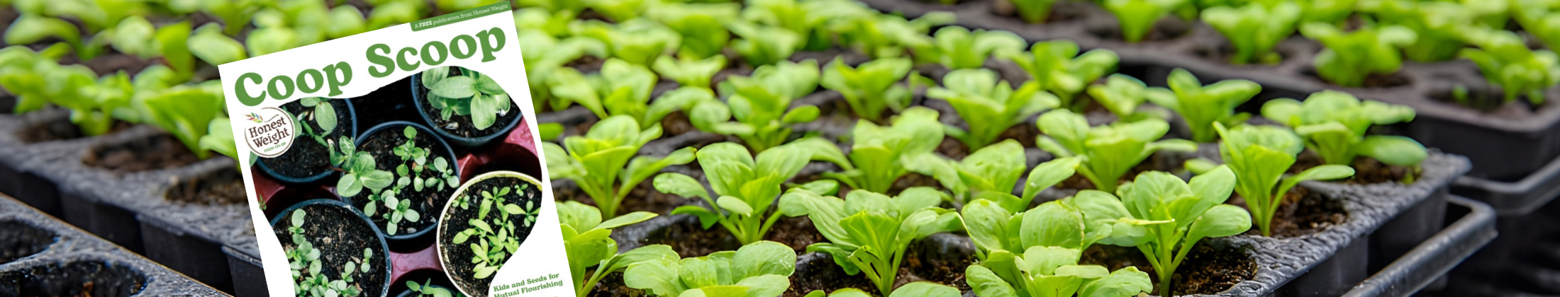 Photo of nursery pots with sprouts and the latest cover of the Coop Scoop